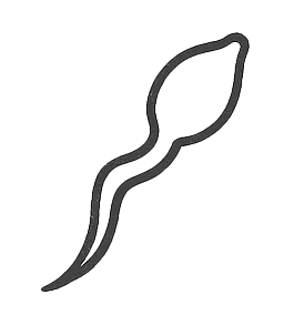 Sperma icon